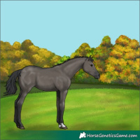 Horse Color:Grullo 
