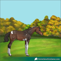 Horse Color:Bay Tobiano 