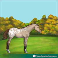 Horse Color:Bay Dun Appaloosa 