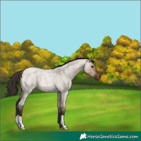 Horse Color:Bay Roan Dun 