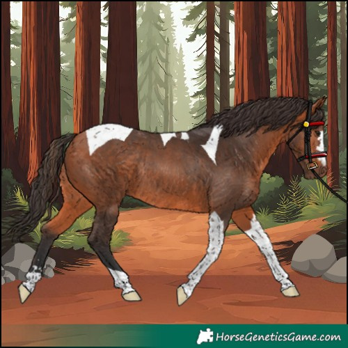 Horse Color:Unknown 