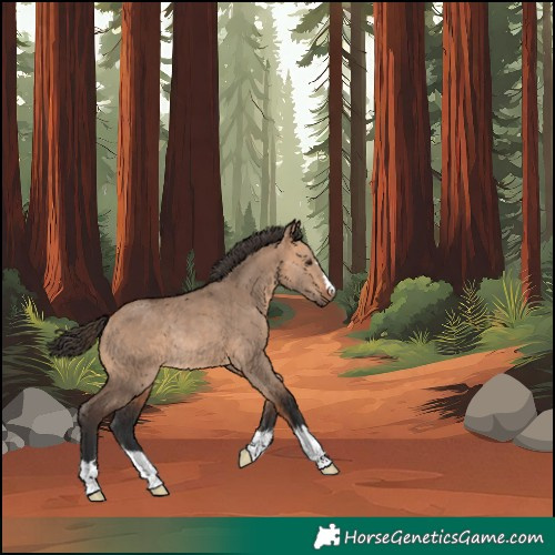 Horse Color:Unknown 