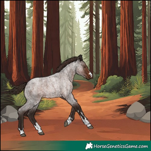 Horse Color:Unknown 