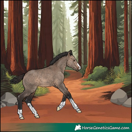 Horse Color:Unknown 