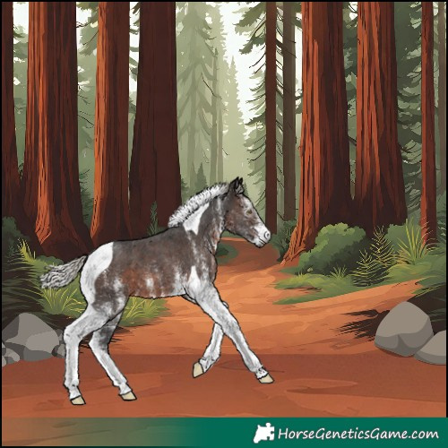 Horse Color:Unknown 