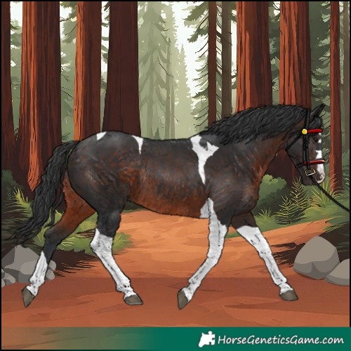 Horse Color:Unknown 