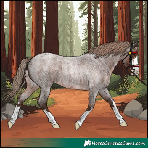 Horse Color:Unknown 
