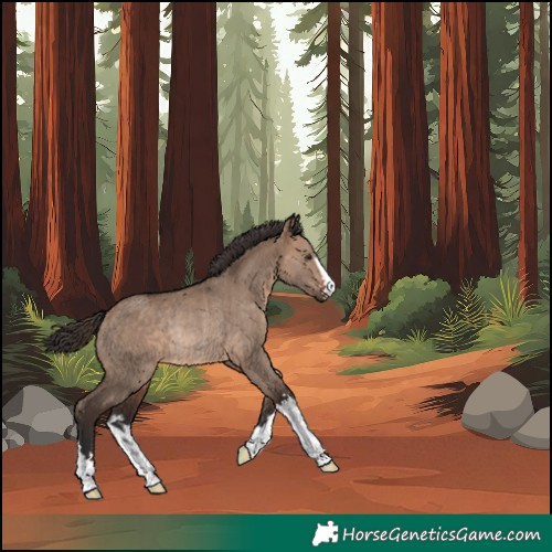 Horse Color:Unknown 