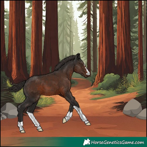 Horse Color:Liver Chestnut 
