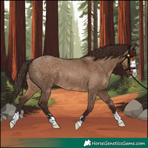 Horse Color:Unknown 
