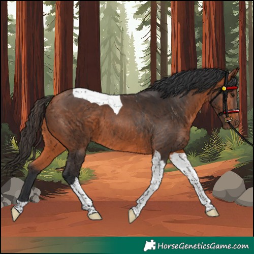 Horse Color:Unknown 