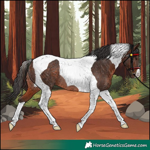Horse Color:Unknown 
