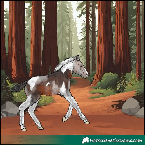 Horse Color:Brown Tobiano Rabicano 