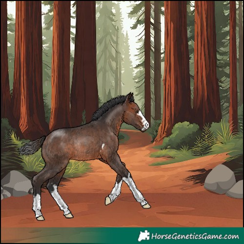 Horse Color:Unknown 