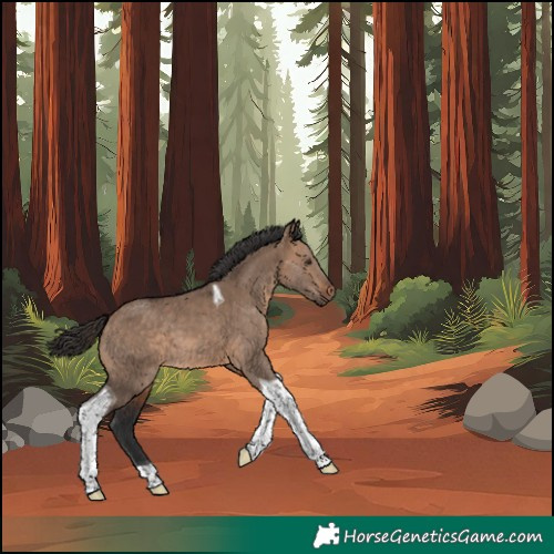 Horse Color:Unknown 