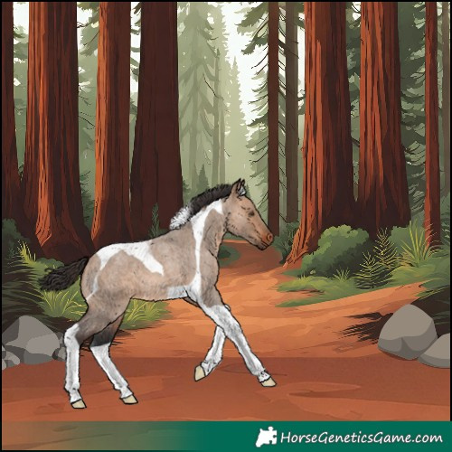 Horse Color:Unknown 