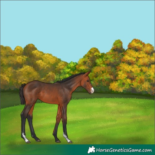 Horse Color:Bay Sabino