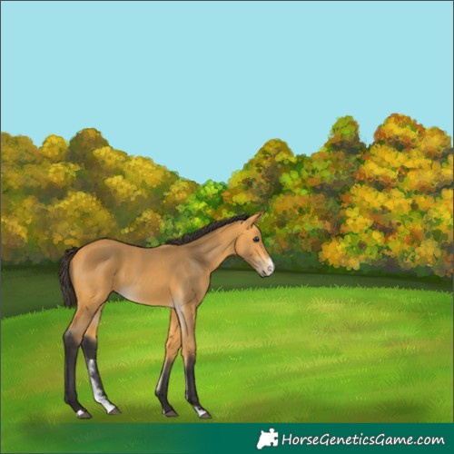 Horse Color:Buckskin Sabino 