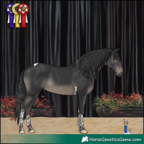 Horse Color:Black Tobiano 