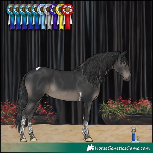 Horse Color:Black Tobiano 