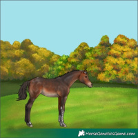 Horse Color:Bay Tobiano