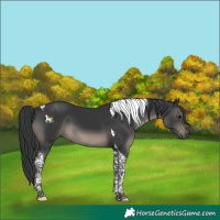 Horse Color:Black Tobiano