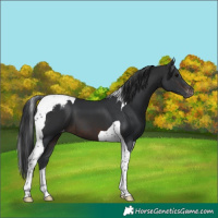Horse Color:Brown Tobiano Skewed Appaloosa 