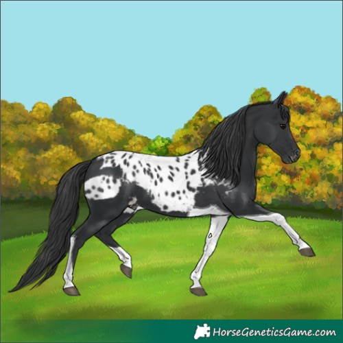 Horse Color:Black Tobiano Skewed Appaloosa 