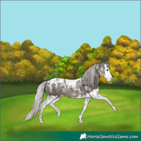 Horse Color:Powder White Silver Black Splash Appaloosa