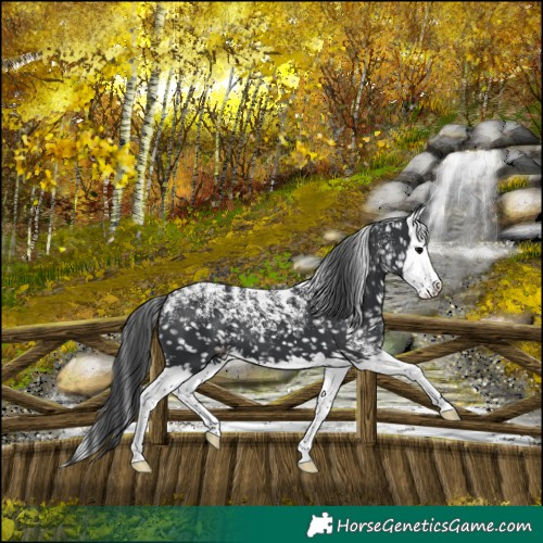 Horse Color:Powder White Black Splash Snowflake Varnish 
