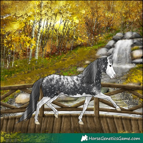 Horse Color:Powder White Black Splash Appaloosa 