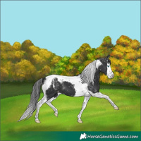 Horse Color:Powder White Black Splash Tobiano Appaloosa 