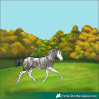 Horse Color:Powder White Grullo Splash Appaloosa 