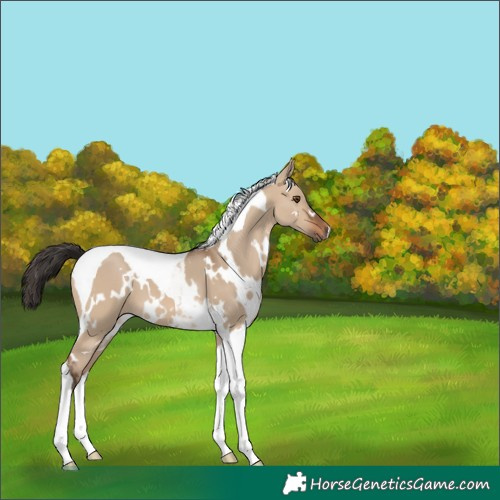 Horse Color:White Spotted Bay Dun Tobiano 