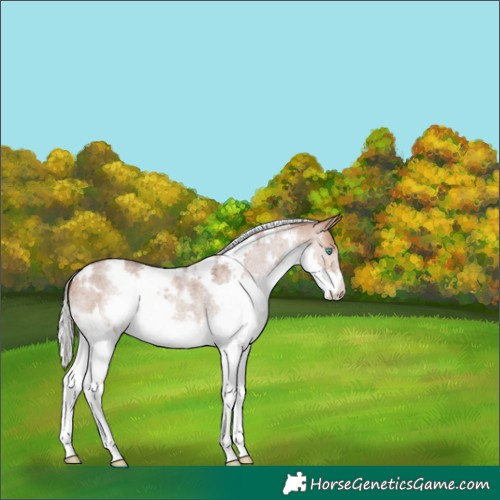 Horse Color:White Spotted Silver Brown Roan Dun Splash 