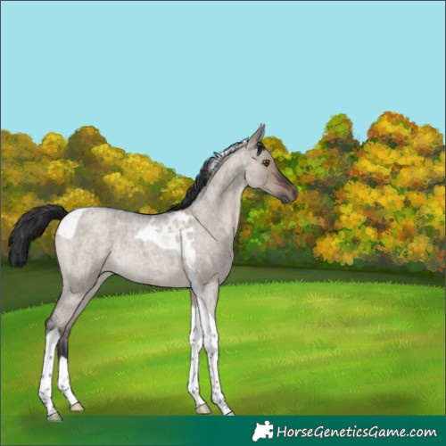 Horse Color:Brown Roan Dun Mushroom Tobiano 