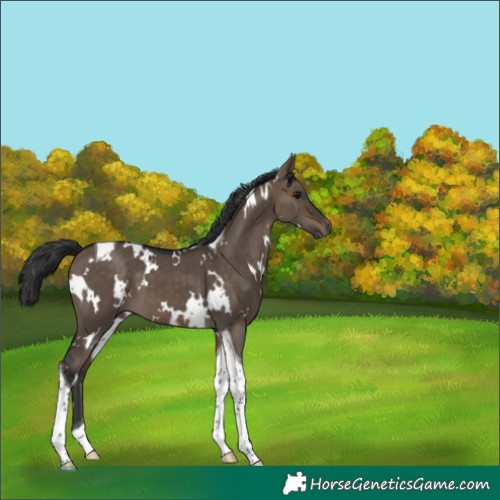 Horse Color:White Spotted Brown Dun Tobiano 