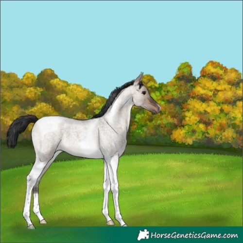 Horse Color:Brown Roan Dun Tobiano 