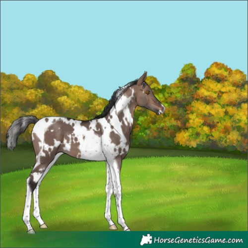 Horse Color:White Spotted Bay Dun Mushroom Tobiano