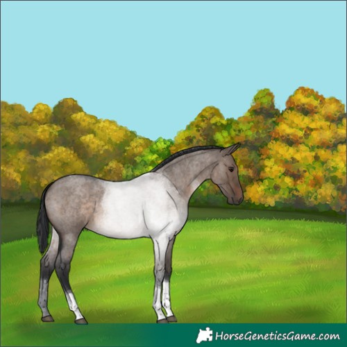 Horse Color:Brown Roan Dun Tobiano