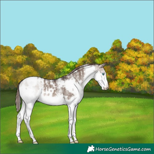 Horse Color:Powder White White Spotted Brown Dun Splash Appaloosa 