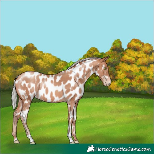 Horse Color:Silver Sable Champagne Near Leopard 