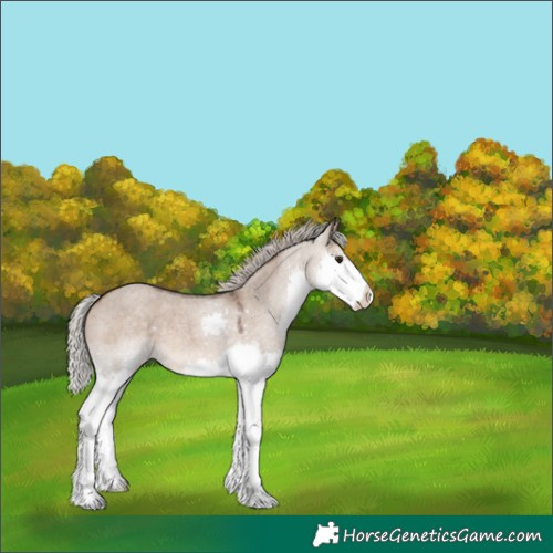 Horse Color:Silver Bay Roan Dun Splash 