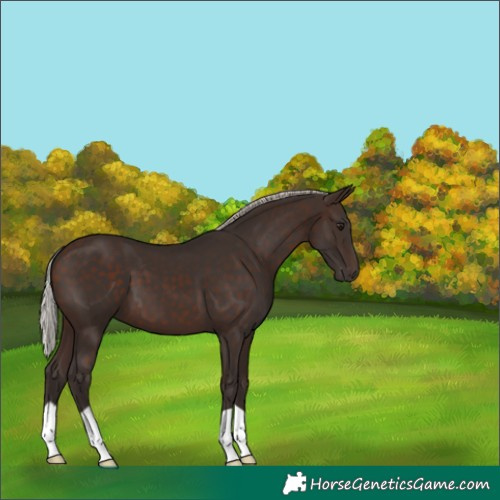 Horse Color:Silver Brown