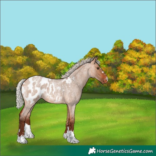 Horse Color:Silver Bay Roan Dun Appaloosa 
