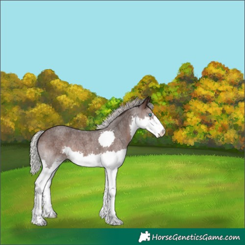 Horse Color:Silver Brown Roan Splash 