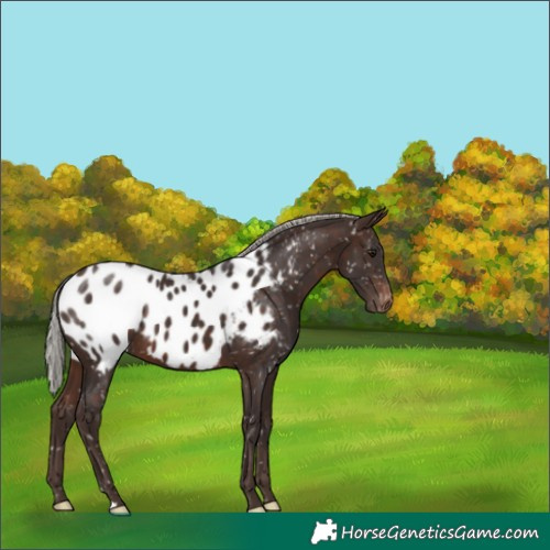 Horse Color:Silver Brown Appaloosa 