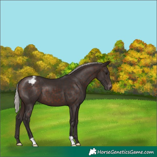 Horse Color:Silver Brown Appaloosa 