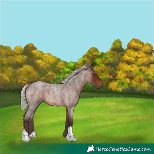 Horse Color:Silver Brown Roan 