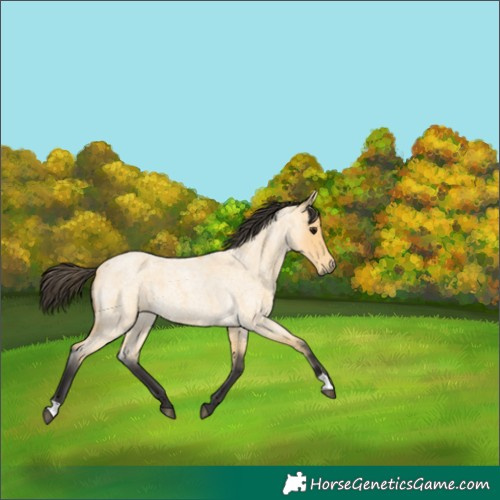 Horse Color:Buckskin Roan 